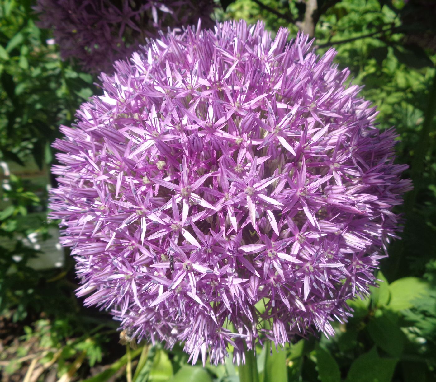 Image of genus Allium specimen.