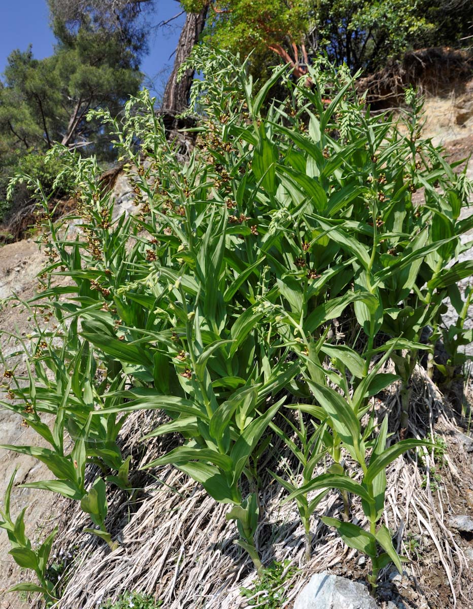Image of Epipactis veratrifolia specimen.