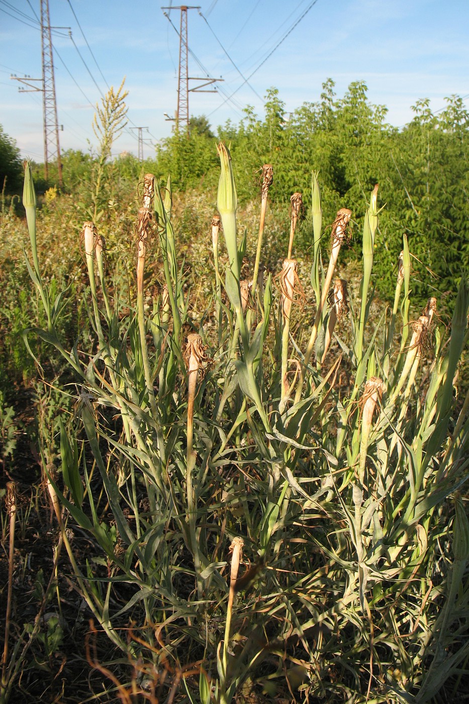 Изображение особи Tragopogon dubius.