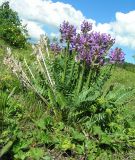 Oxytropis strobilacea