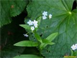 Myosotis nemorosa