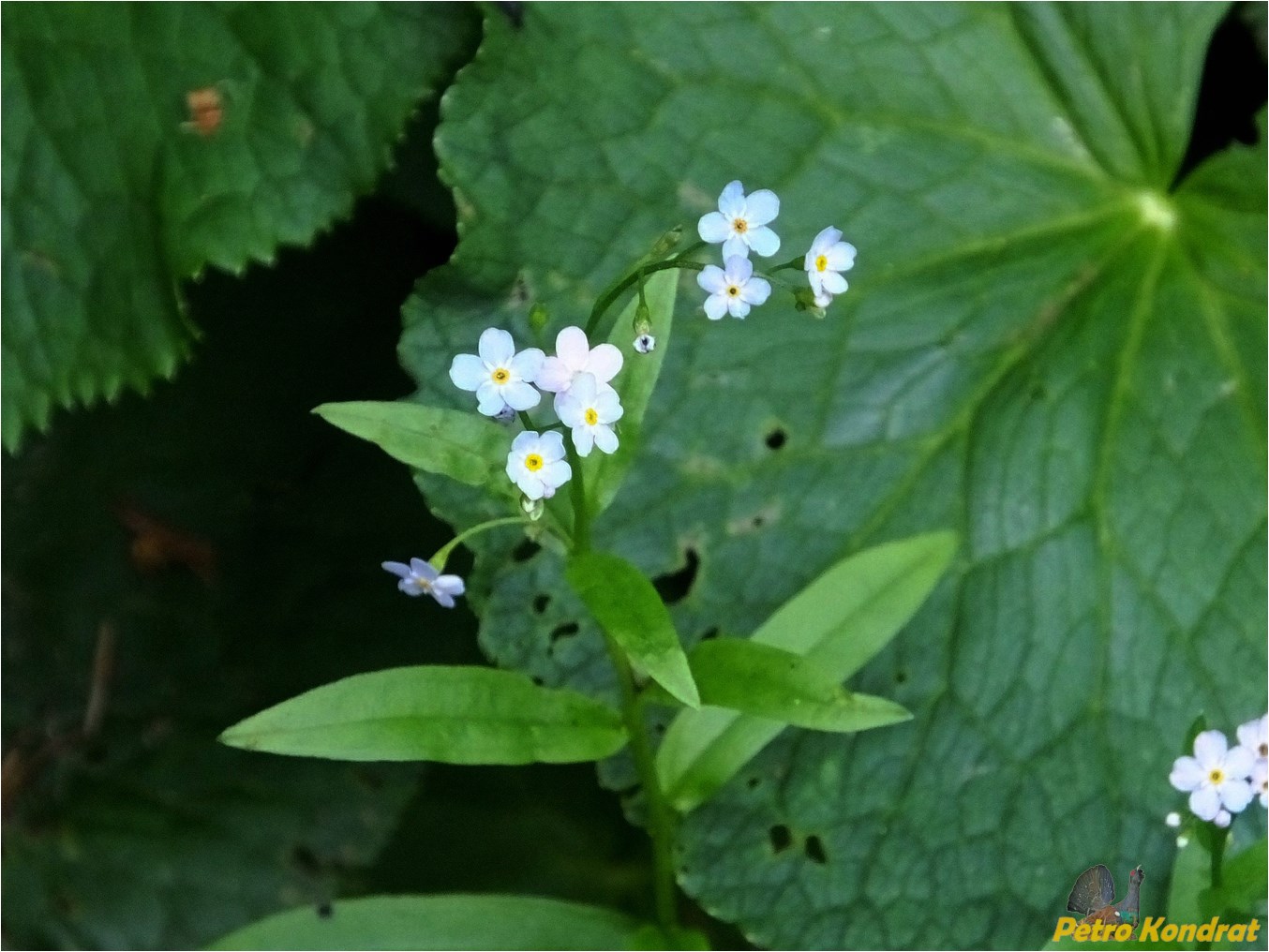 Image of Myosotis nemorosa specimen.