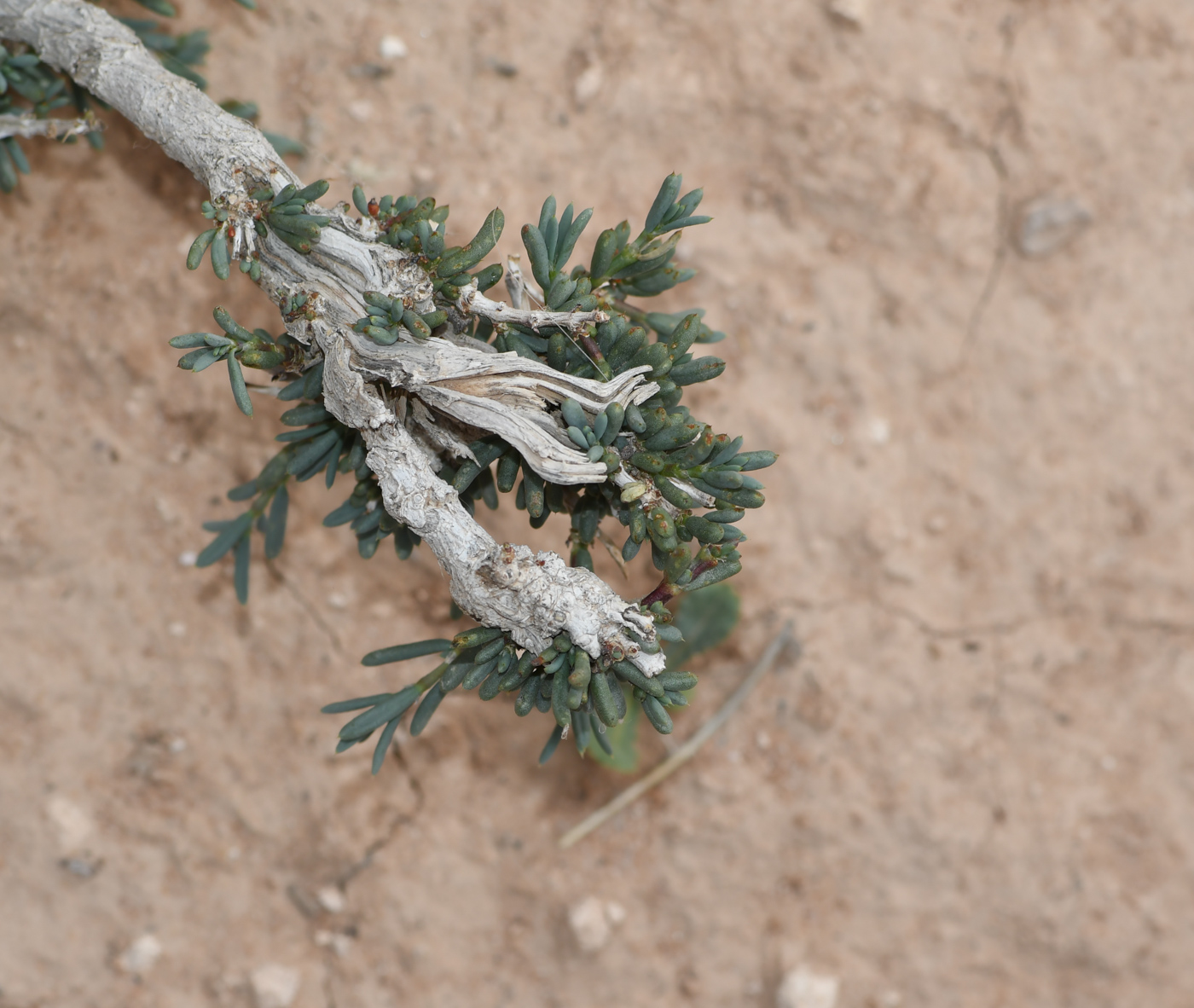 Image of Gymnocarpos decander specimen.