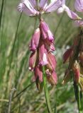 Polygala major. Часть побега с плодами и цветками. Дагестан, Левашинский р-н, окр. с. Леваши, ок. 1400 м н.у.м., каменистый луг. 09.06.2019.