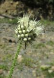 Dipsacus pilosus. Верхушка побега с соцветием. Карачаево-Черкесия, Урупский р-н, 7 км к северу от пос. Рожкао, каменистое русло ручья. 4 августа 2019 г.