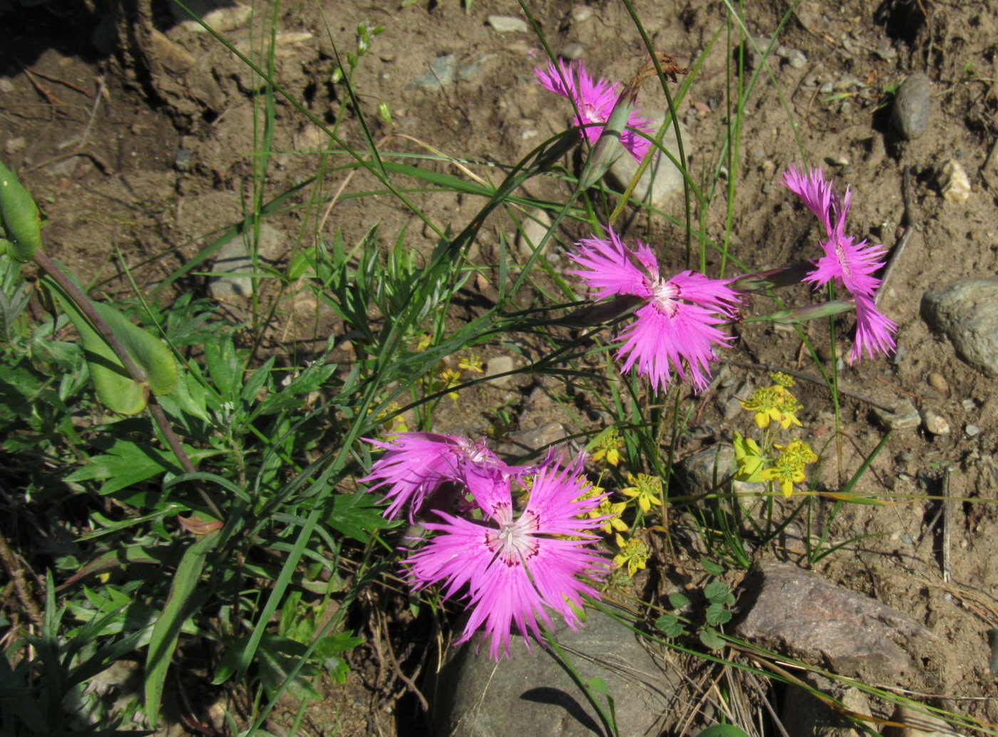 Изображение особи род Dianthus.