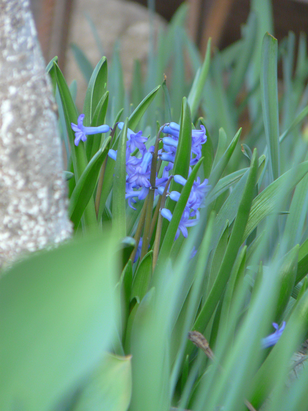 Image of Hyacinthus orientalis specimen.