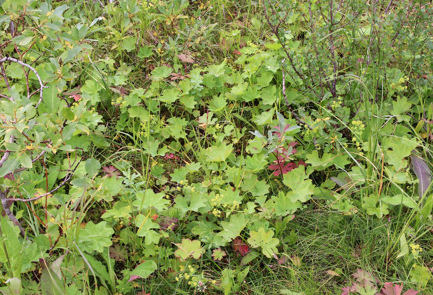 Изображение особи Alchemilla glabra.