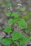 Alliaria petiolata