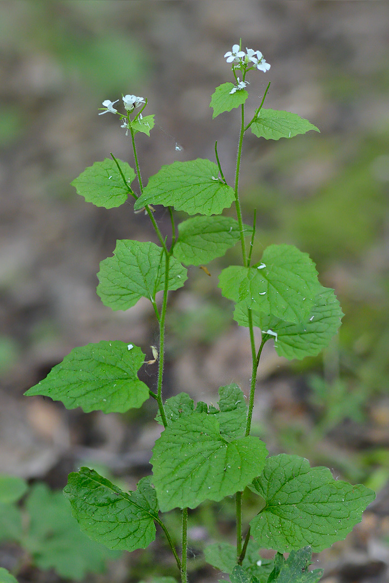 Image of Alliaria petiolata specimen.