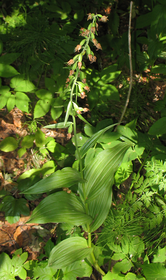 Изображение особи Epipactis helleborine.