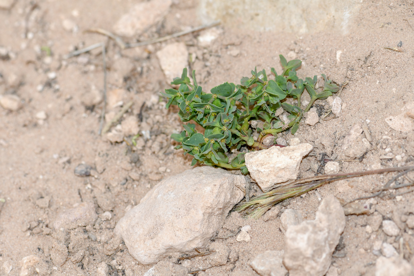 Изображение особи Euphorbia chamaepeplus.