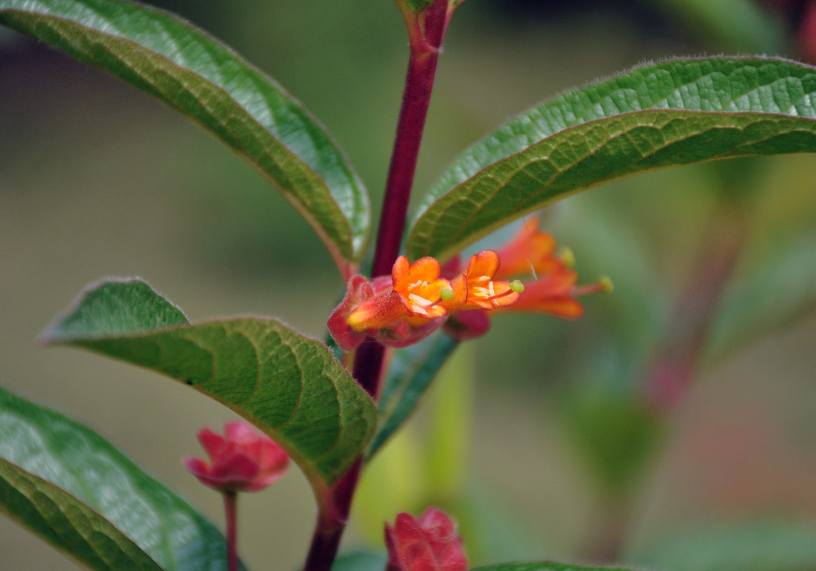 Изображение особи Lonicera involucrata var. ledebourii.