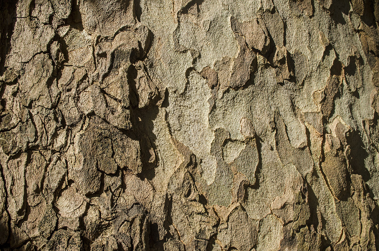 Изображение особи Platanus orientalis.