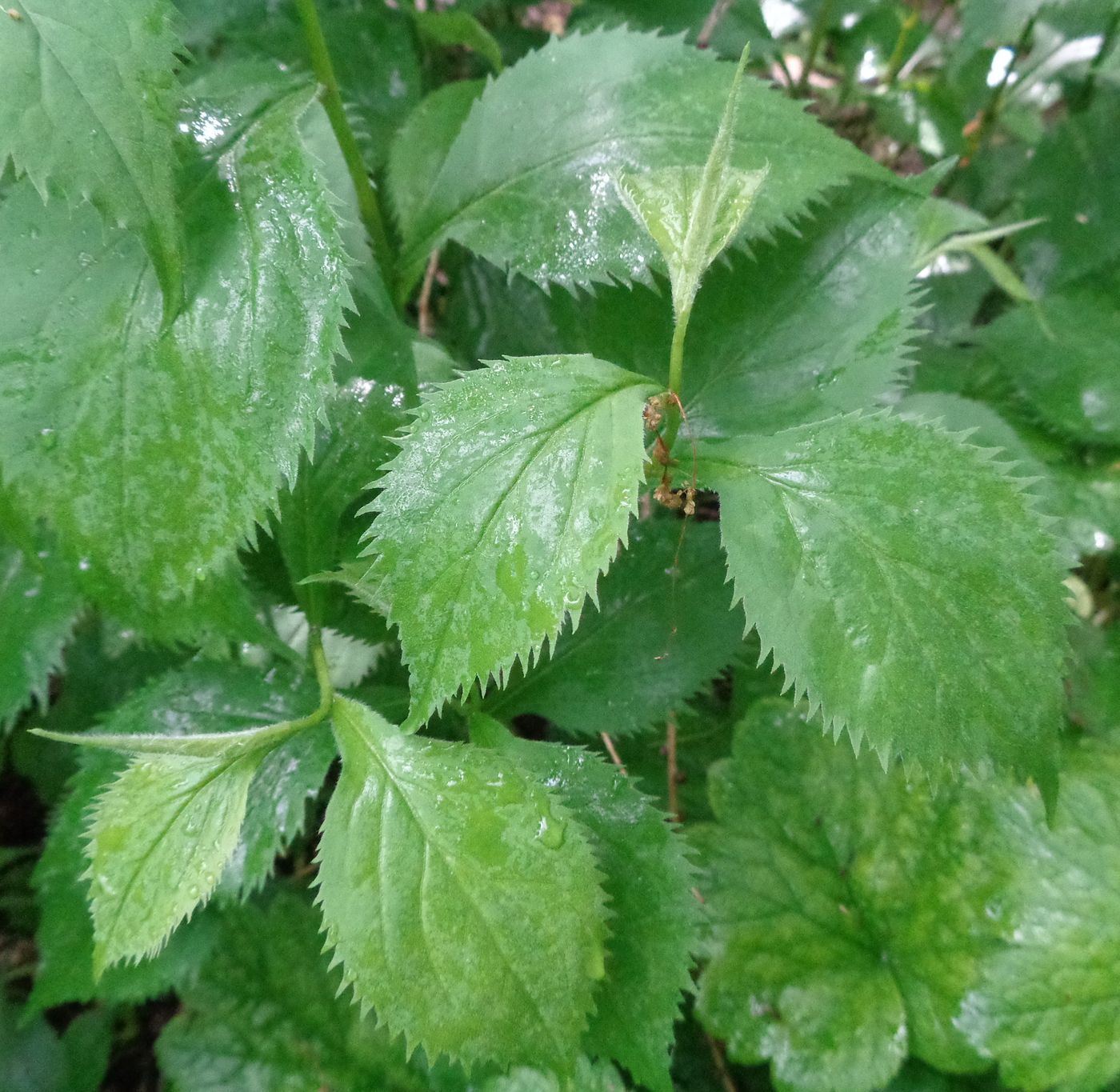 Изображение особи Solidago flexicaulis.