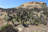 Trichocereus chiloensis