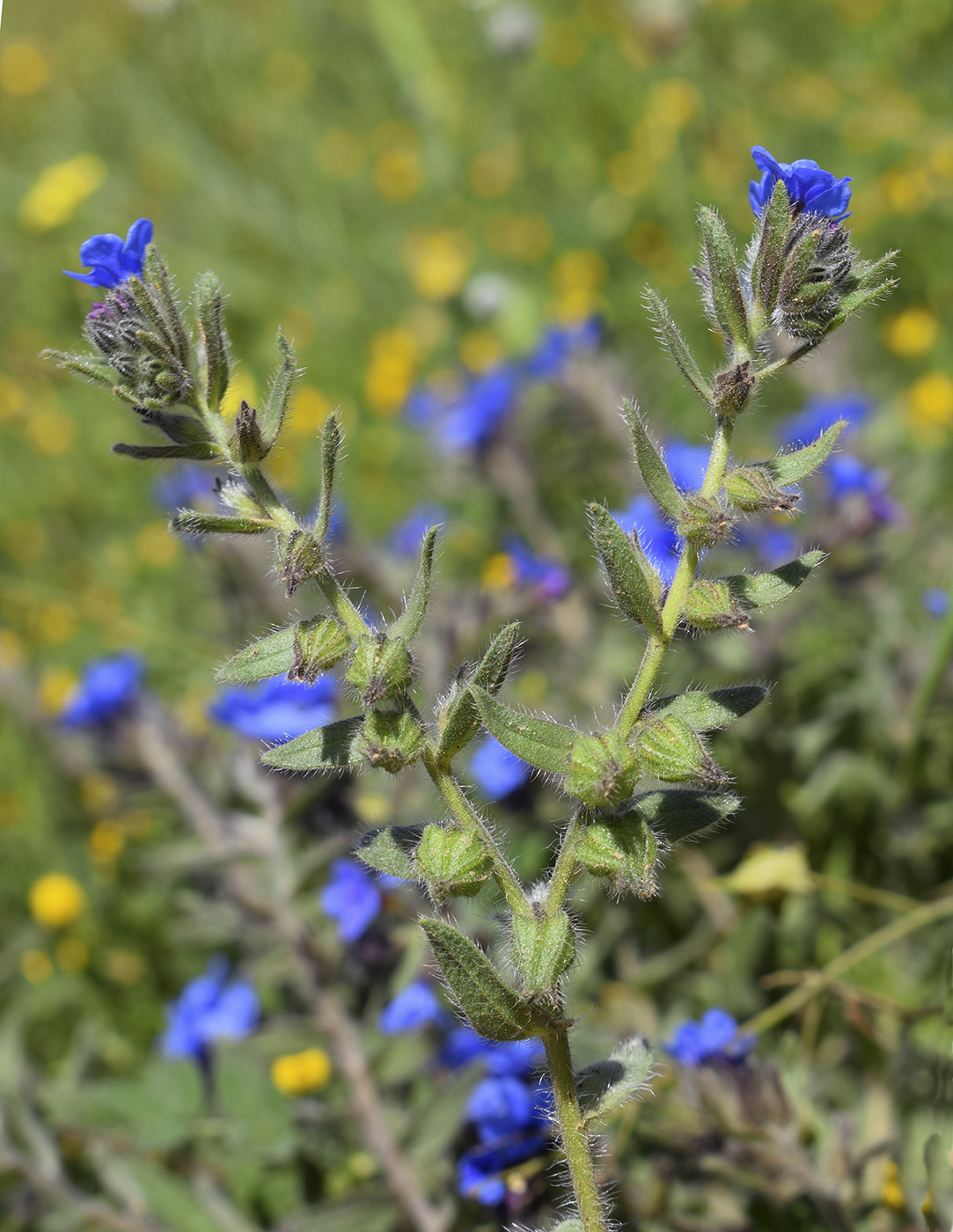 Image of Alkanna tinctoria specimen.