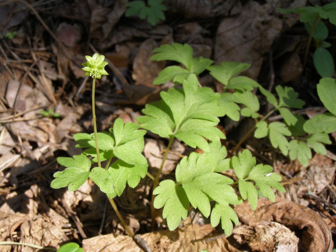 Изображение особи Adoxa moschatellina.