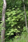 Sorbus aucuparia. Молодое деревце. Карельский перешеек, окр. Сертолово, на опушке смешанного леса. 25.05.2019.