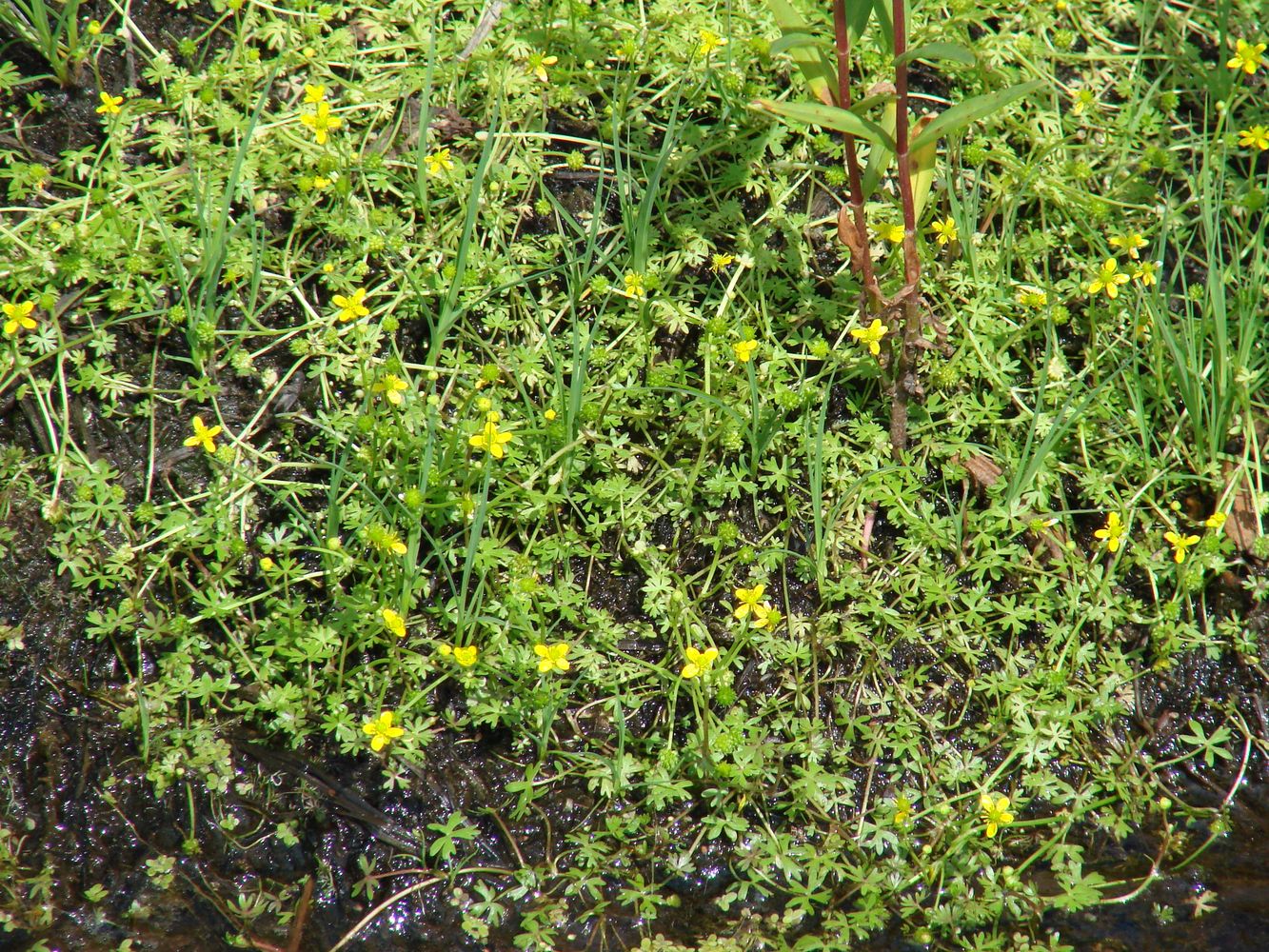 Image of Ranunculus gmelinii specimen.