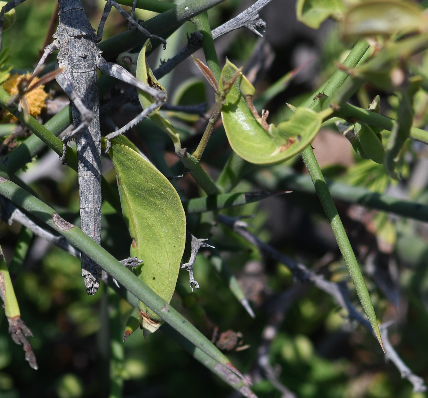 Image of Scutia spicata specimen.