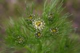 Tripleurospermum inodorum. Распускающиеся соцветия. Костромская обл., Судиславский р-н, окр. дер. Антипино, обочина полевой дороги. 25.06.2017.