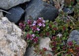 Thymus altaicus