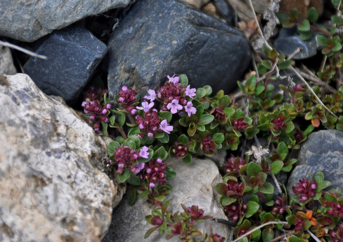 Изображение особи Thymus altaicus.