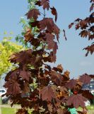 Acer platanoides