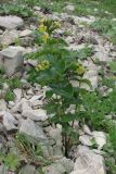 genus Vincetoxicum. Цветущее растение. Горный Крым, Ялтинская яйла, южный склон, каменная осыпь. 09.06.2012.