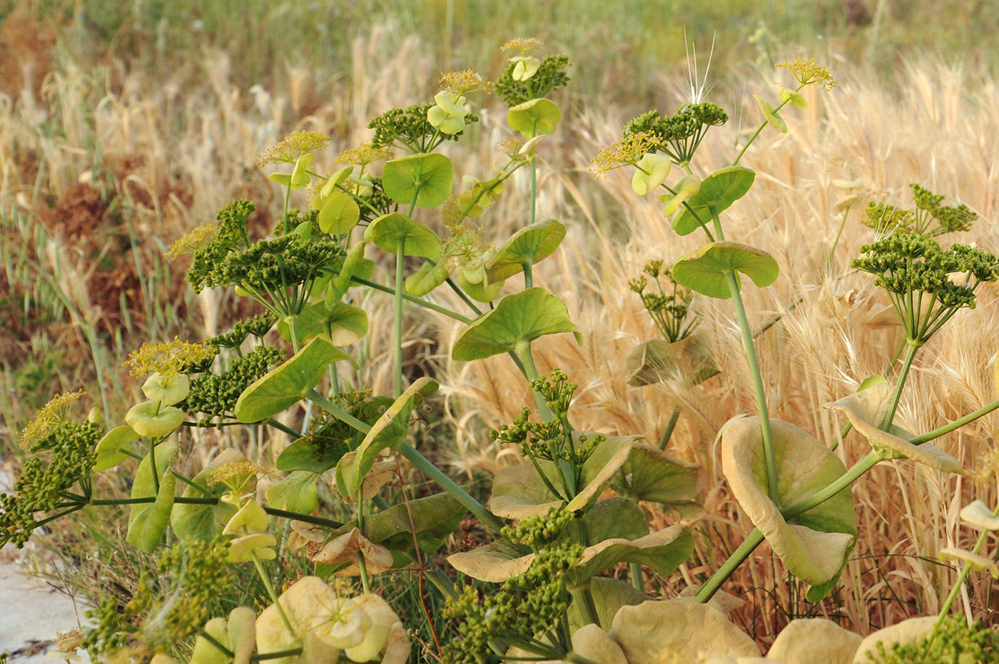 Image of Smyrnium rotundifolium specimen.