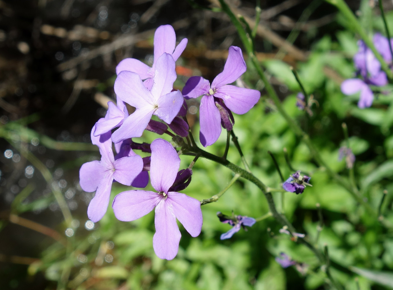 Image of Hesperis sibirica specimen.