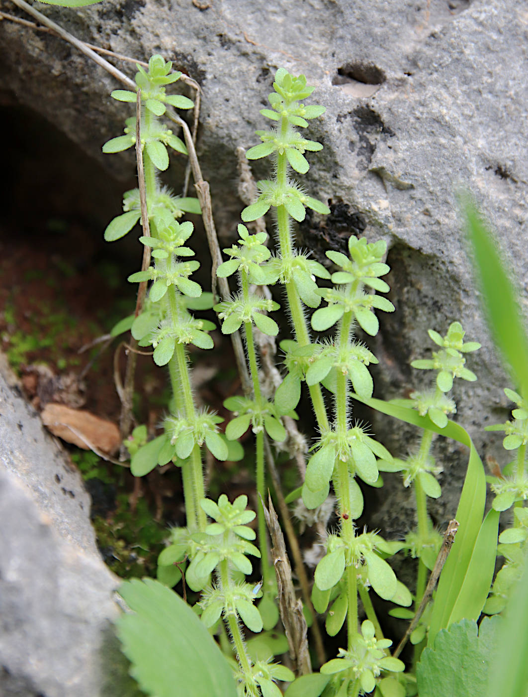 Image of Valantia hispida specimen.