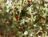 Solanum villosum. Средние части побегов с плодами и цветками. Израиль, окр. г. Арад, дно вади. 04.03.2020.