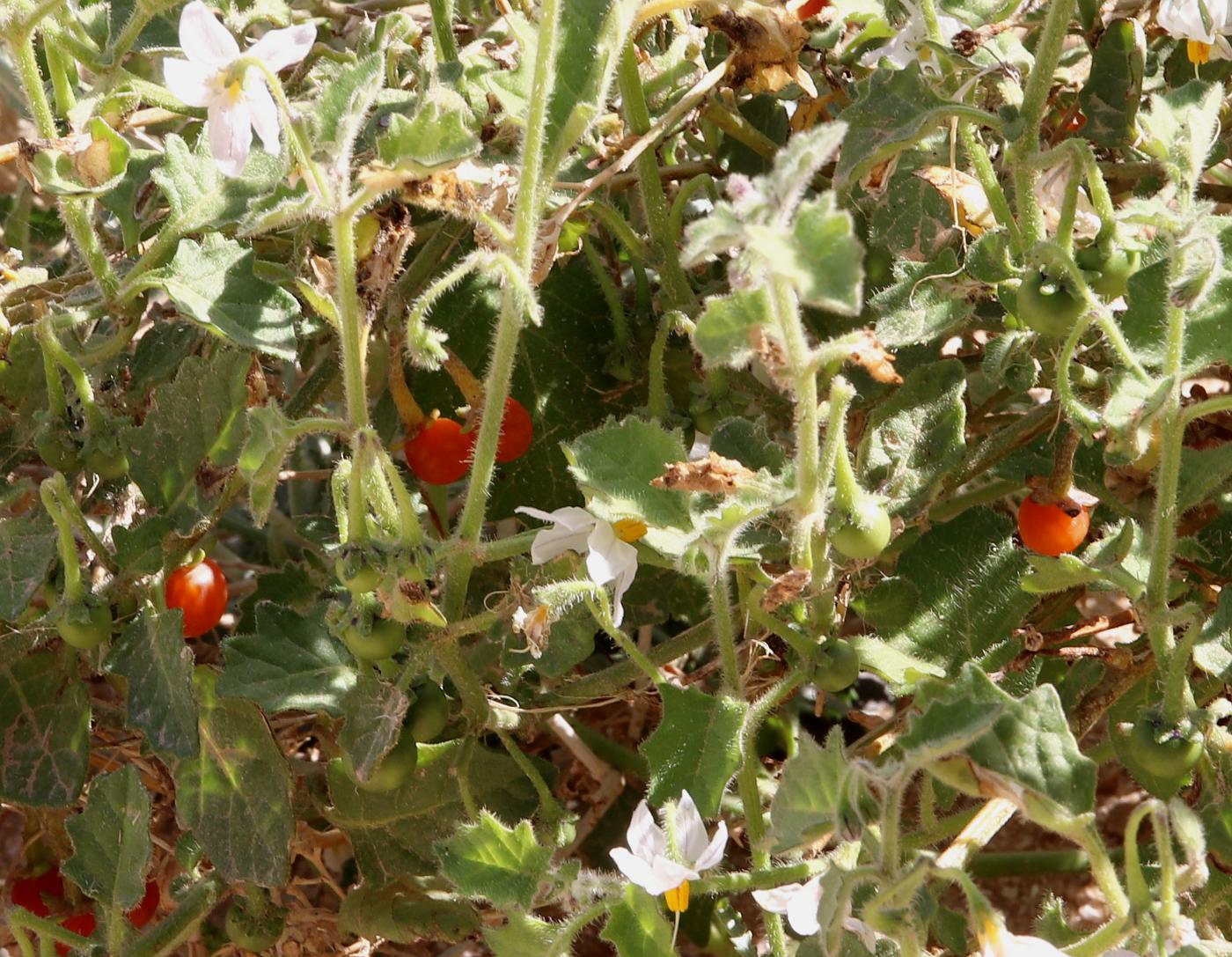 Изображение особи Solanum villosum.