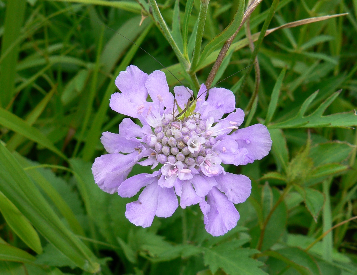 Изображение особи Scabiosa lachnophylla.