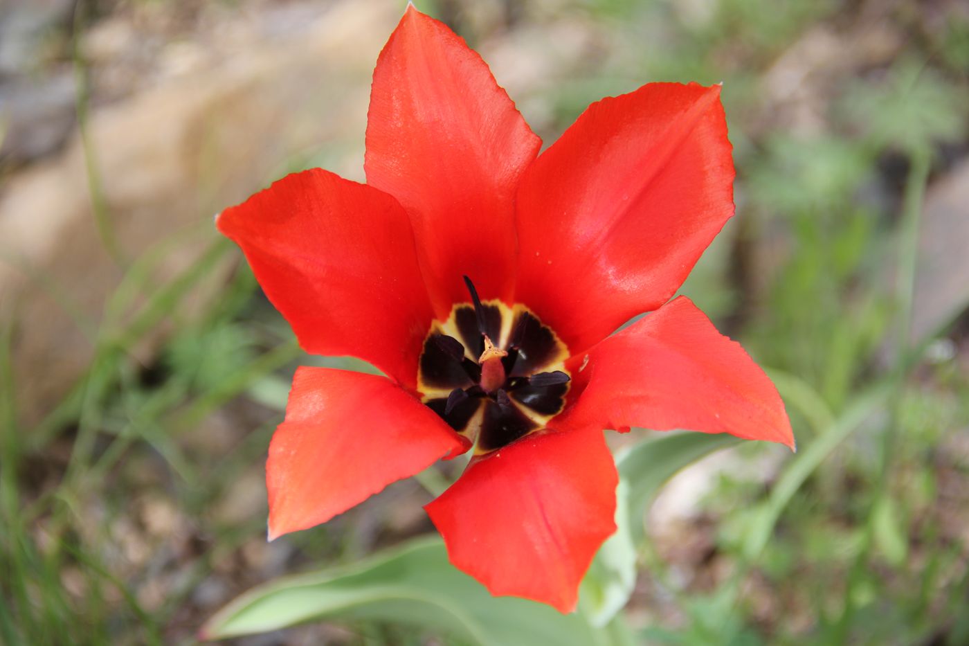 Изображение особи Tulipa affinis.