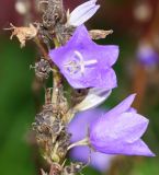 Campanula persicifolia