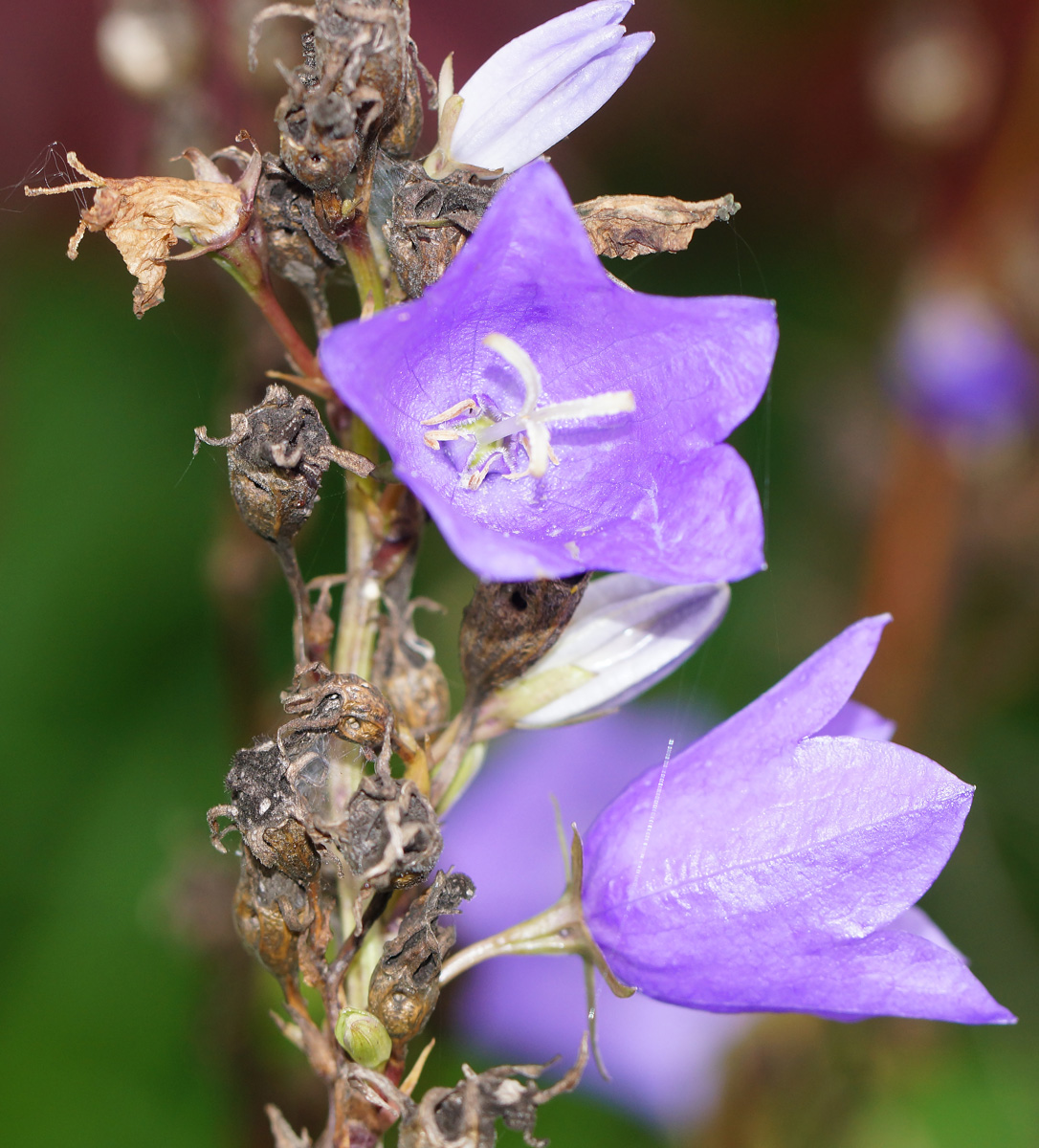 Image of Campanula persicifolia specimen.