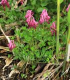 Corydalis buschii. Цветущее растение. Приморский край, окр. г. Владивосток, в зарослях тростника на песчаных отложениях в пойме реки. 19.05.2020.