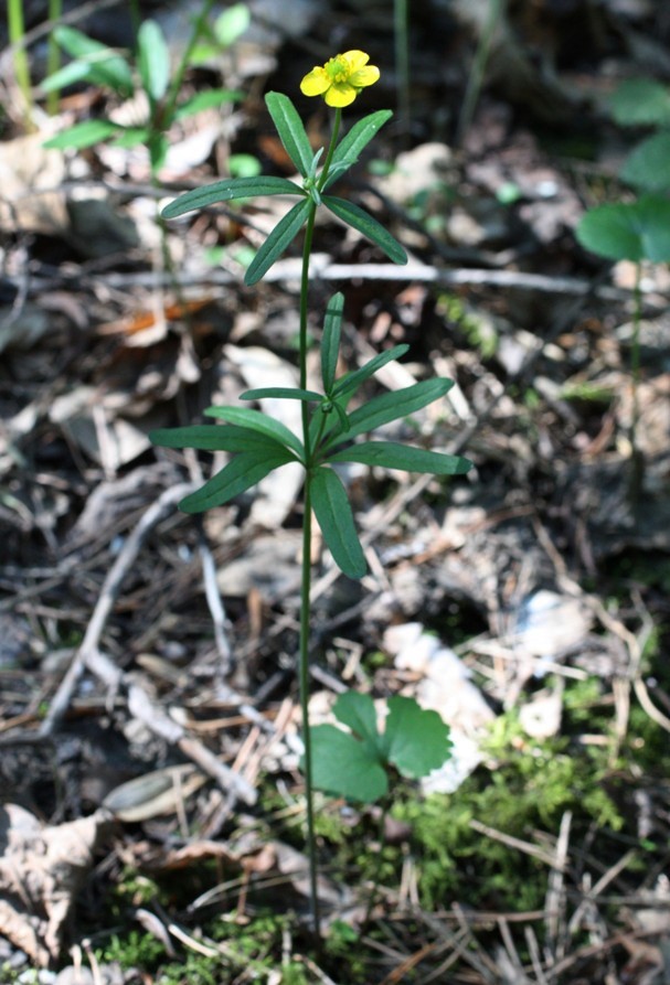 Image of Ranunculus vjatkensis specimen.