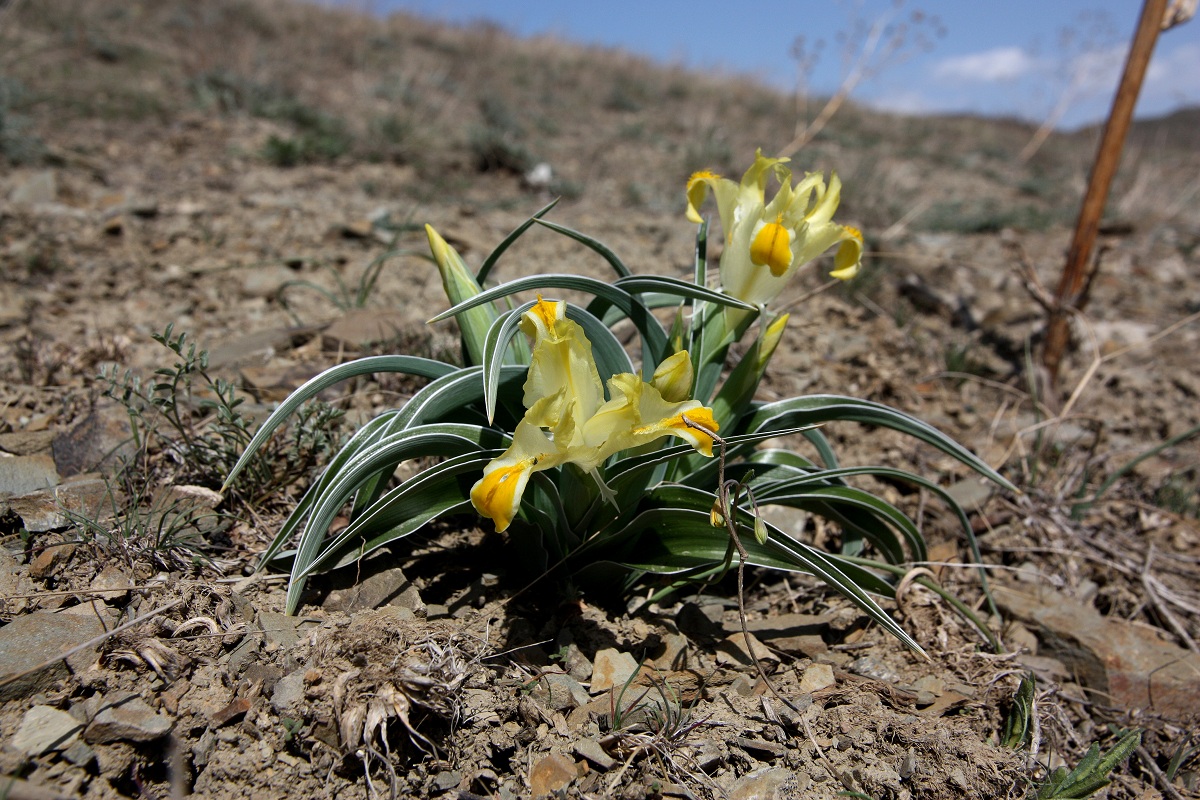 Image of Juno orchioides specimen.