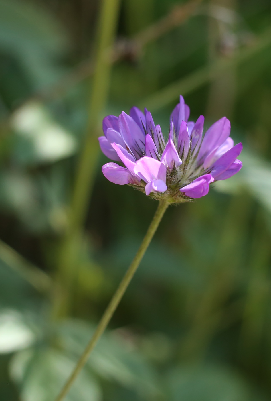 Image of Psoralea bituminosa ssp. pontica specimen.