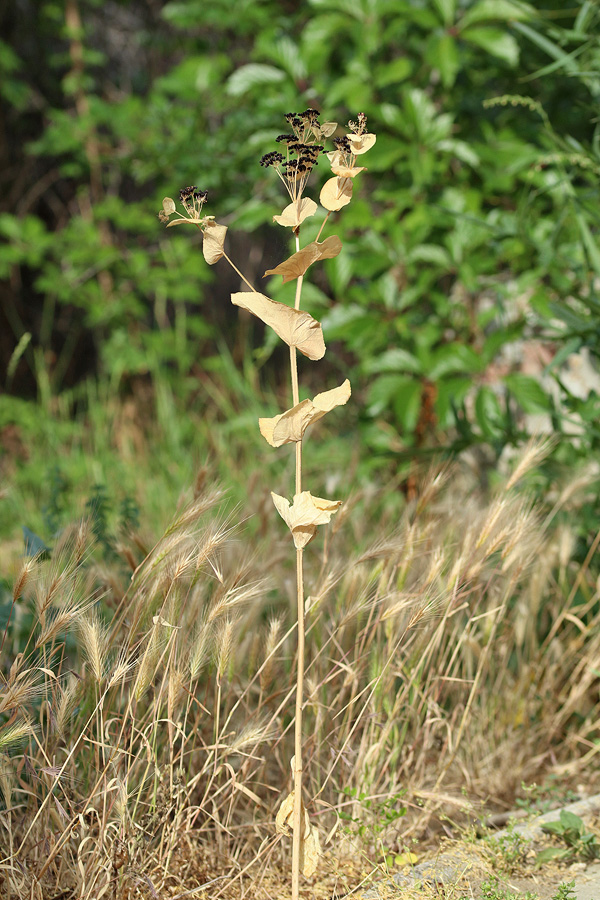 Image of Smyrnium perfoliatum specimen.