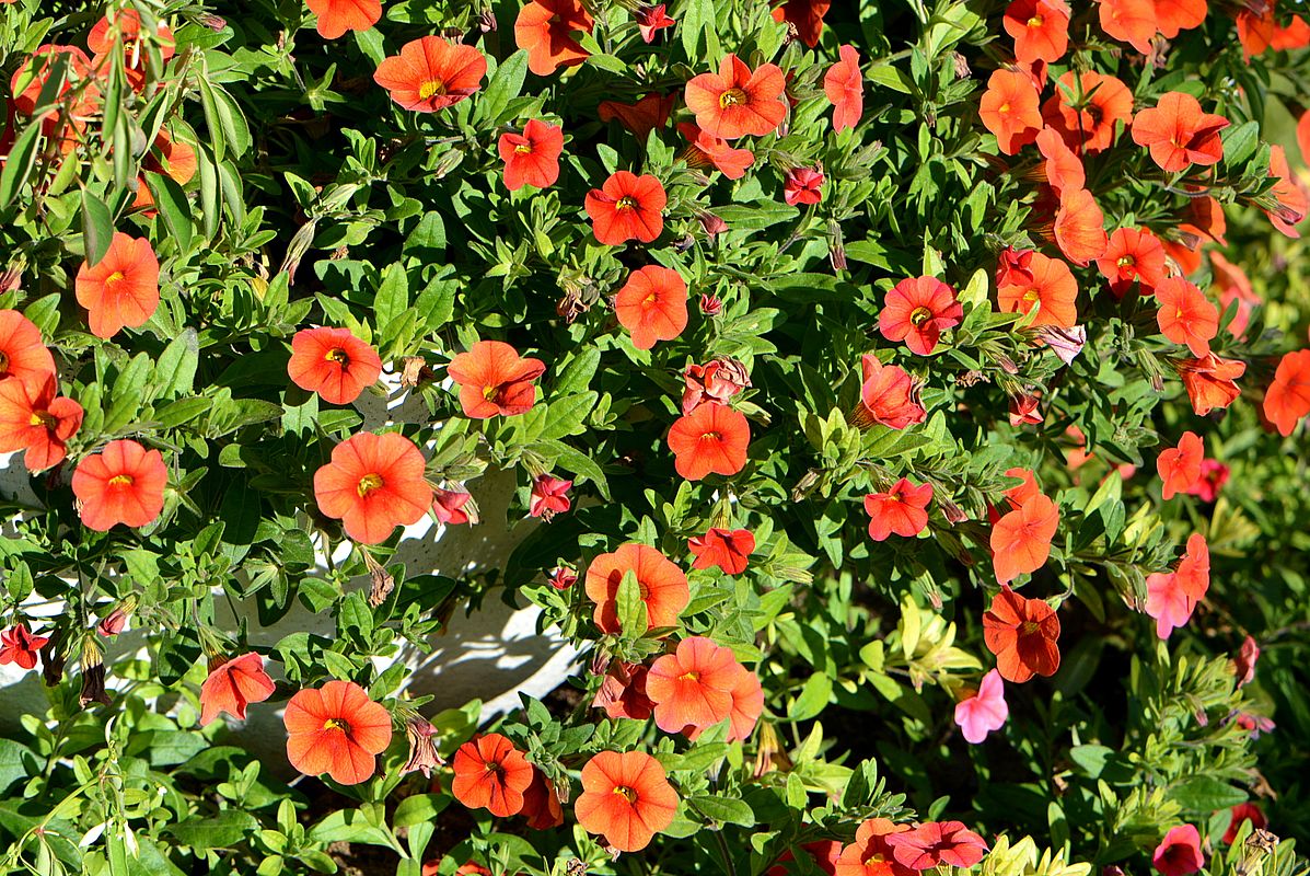 Изображение особи Calibrachoa elegans.