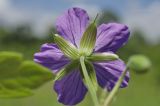 Geranium wlassovianum. Цветок (вид со стороны чашечки). Приморский край, Шкотовский р-н, окр. с. Новонежино, сырой луг. 01.07.2020.