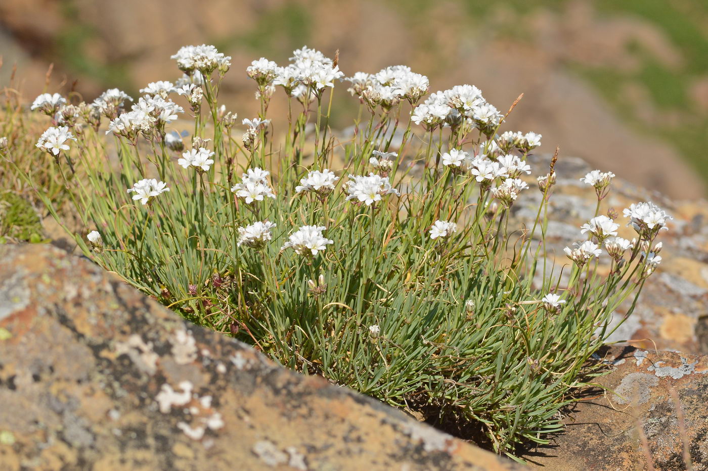 Изображение особи Gypsophila uralensis.