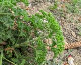 genus Pelargonium