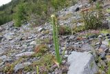 Allium altaicum