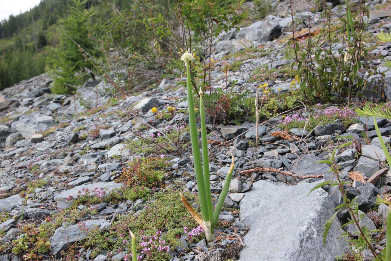 Изображение особи Allium altaicum.